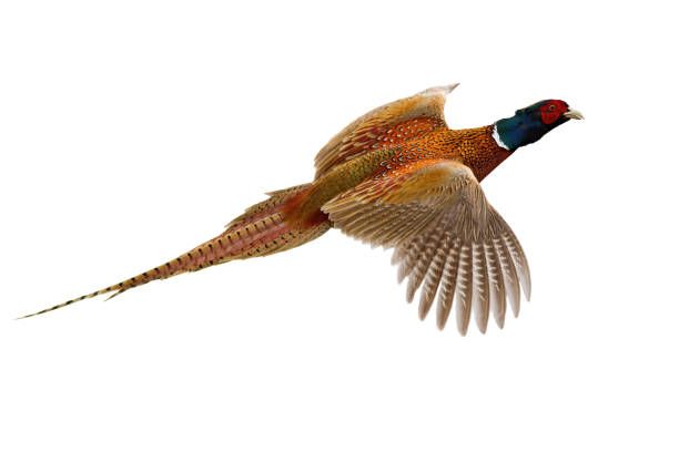 Pheasant 1