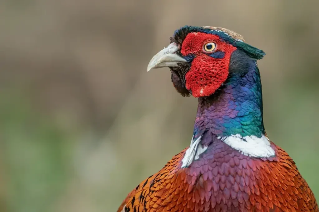 Pheasant 1024x683