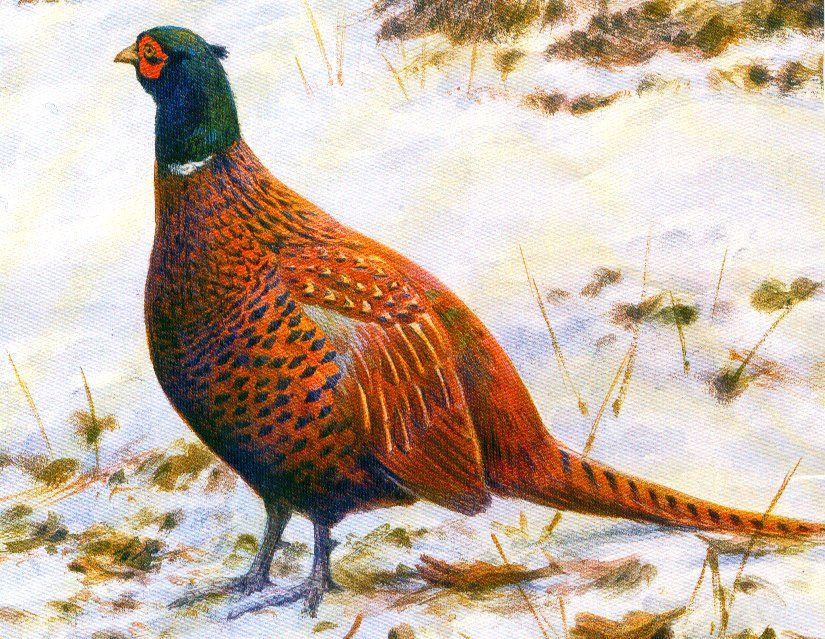Pheasant