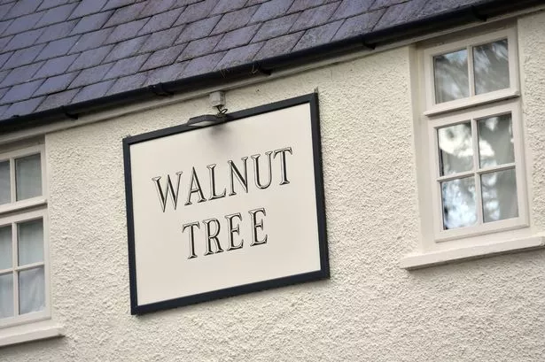 Walnut Tree