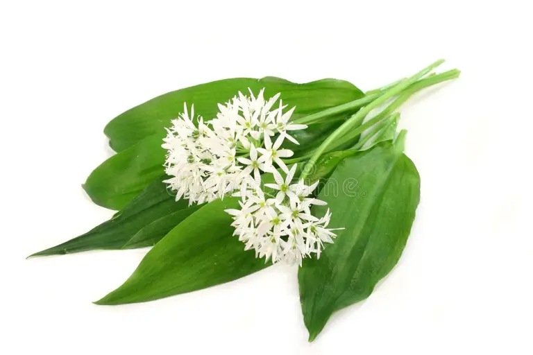 Do you know your onions? Wild Garlic 19464069 46a