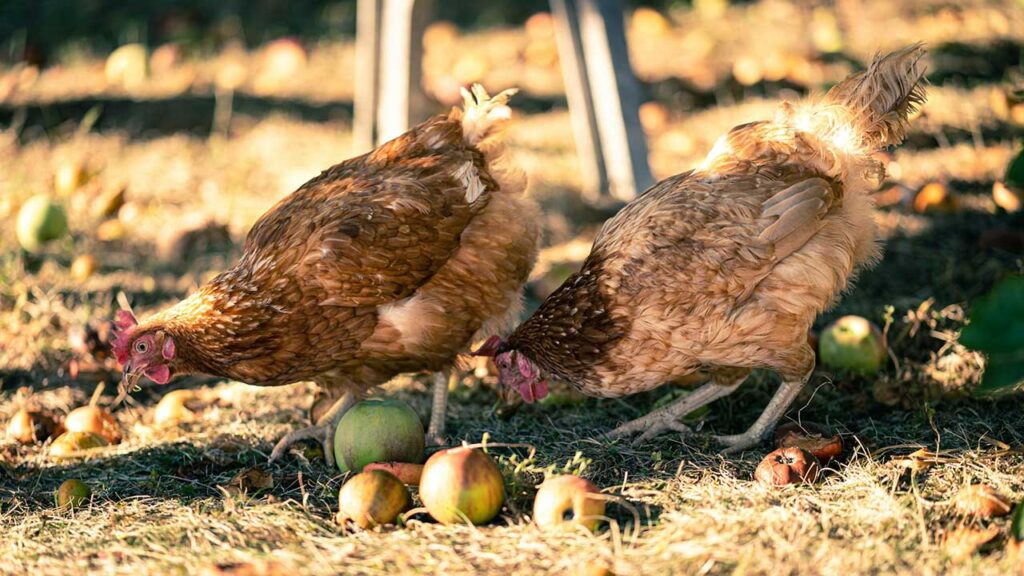 eggs hens usp
