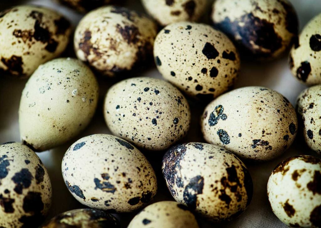 eggs q usp
