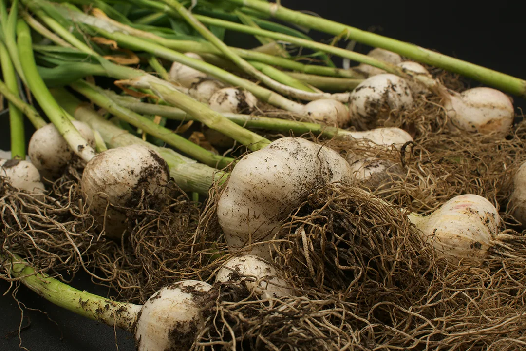 Do you know your onions?