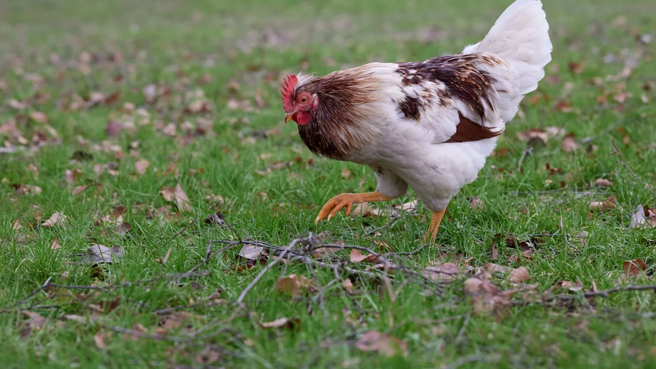 Welfare Labels Meaning: RSPCA, Free-Range, Organic