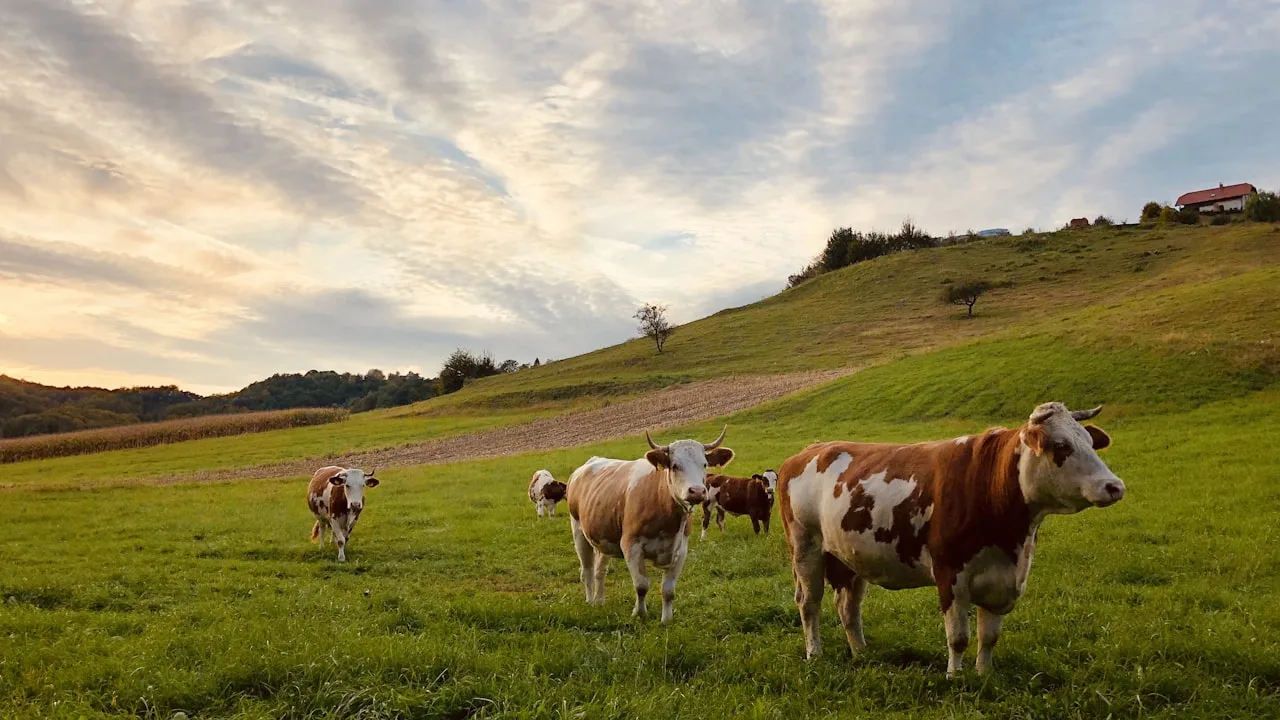 The Best Meat You Are Never Sold: In Praise of the Older Animal